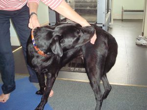 Physiotherapy for dogs