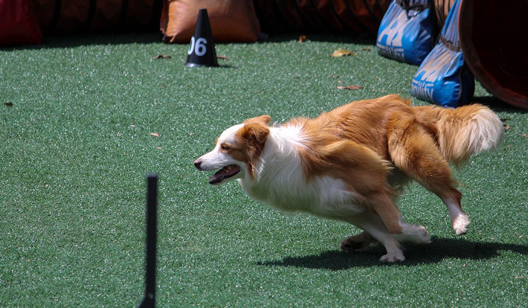 Most types of dog exercise are good, but no cheating!
