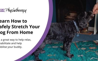 How to Stretch Your Dog From Home, Safely