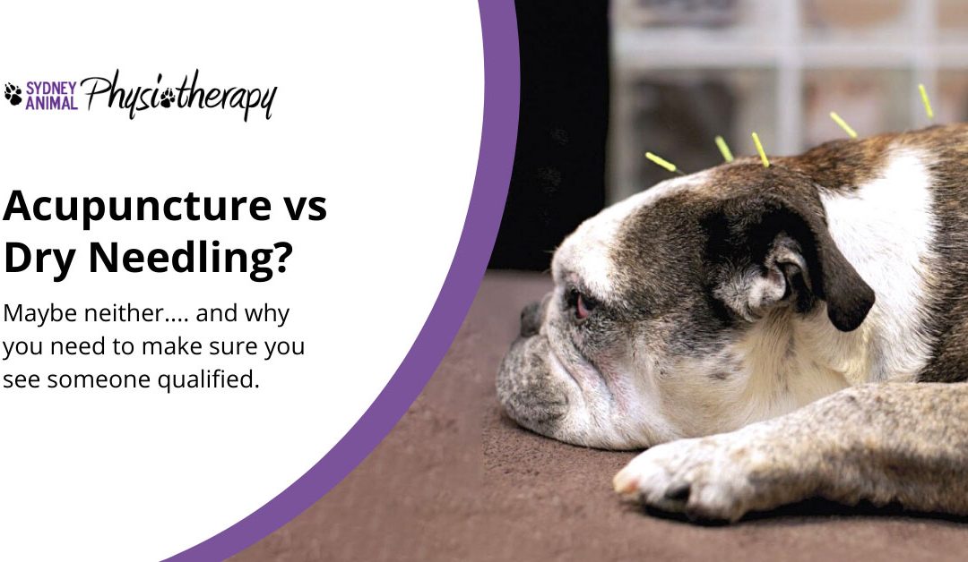 Acupuncture vs Dry Needling for Animals, or Neither?