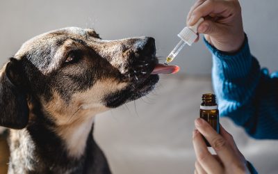 Holistic Treatment for Animals, From a Physio’s Perspective