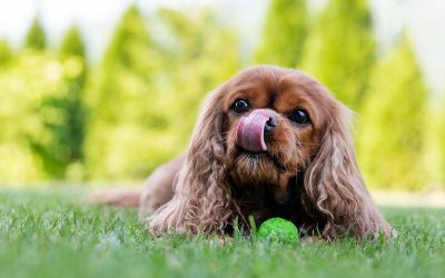 Puppy Exercise and the Vital Role of Playtime